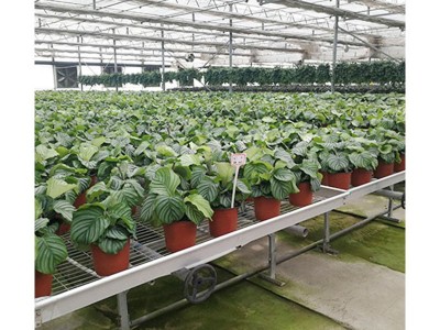 【花卉苗床】大棚盆景栽培移动潮汐式金属铁丝网大棚温室花卉苗床图5