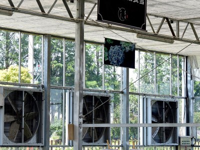 厂家可定玻璃温室大棚 阳光连栋休闲观光温室玻璃农业养殖大棚图2