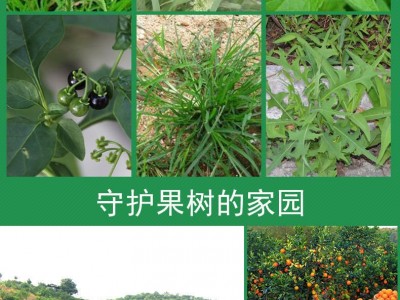 12%甲维.虫螨腈 甜菜夜蛾 菜青虫 夜蛾 菜螟30ml*300瓶/箱图4
