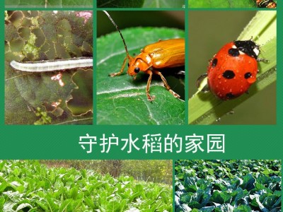 14%虫螨茚虫威 钻心虫小菜蛾青虫200ml*30瓶/箱图5