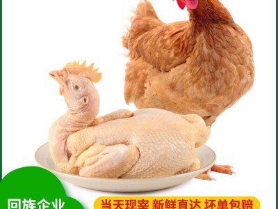 清真农家三黄鸡生态散养土鸡老母鸡笨鸡山鸡鸡肉月子鸡可一件代发图1