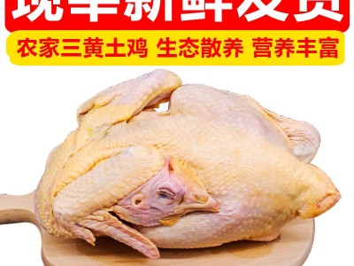 清真农家三黄鸡生态散养土鸡老母鸡笨鸡山鸡鸡肉月子鸡可一件代发图2