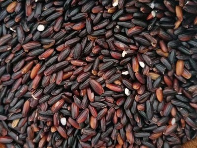 厂家批发黑糯米酒米50斤养生黑糯米粥米东北血糯米本地黑糯米杂粮图2