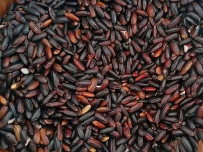厂家批发黑糯米酒米50斤养生黑糯米粥米东北血糯米本地黑糯米杂粮图3