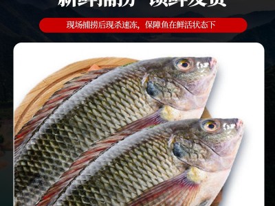 厂家供应现杀鲜活脆肉罗非鱼片酒店食材酸菜鱼半成品火锅去骨鱼片图3