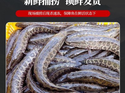 厂家供应免浆黑鱼片火锅食材水煮鱼半成品 酒店食材冷冻酸菜鱼片图3