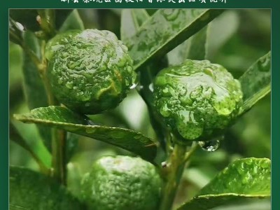 新会茶坑小青柑云南宫廷普洱熟茶清香型小青桔自然生晒柑普茶散装图2