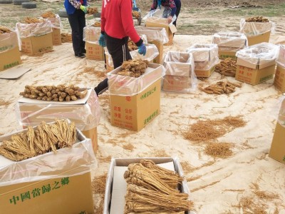 当归厂家供应水洗有硫黄当归食用农产品产地直供量大从优图2