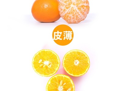 沃柑新鲜水果多汁甜果肉饱满新鲜柑橘现摘现发顺丰包邮图4