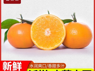 沃柑新鲜水果多汁甜果肉饱满新鲜柑橘现摘现发顺丰包邮图3