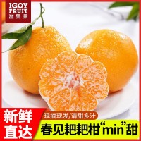耙耙柑新鲜现摘当季水果自然熟桔子手剥橘丑橘柑橘新鲜水果顺丰