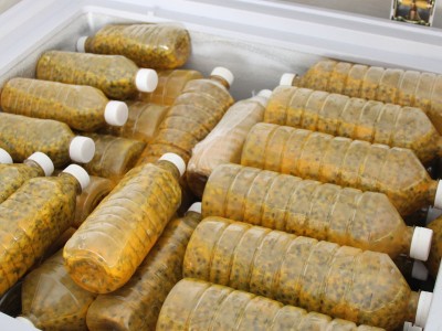 广西特产新鲜百香果鸡蛋果西番莲百香果酱果肉果汁原浆 4斤包邮图2