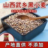 现货供应黑小麦五谷杂粮黑小麦黑麦粗粮量大从优