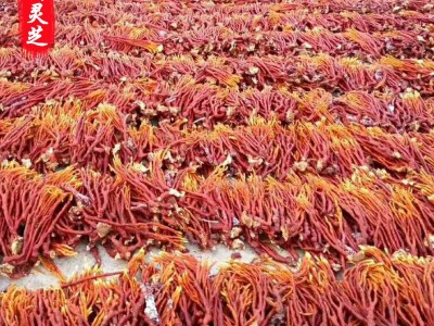 散装灵芝草 原产地自产自销 灵芝草 鹿茸灵芝草图5