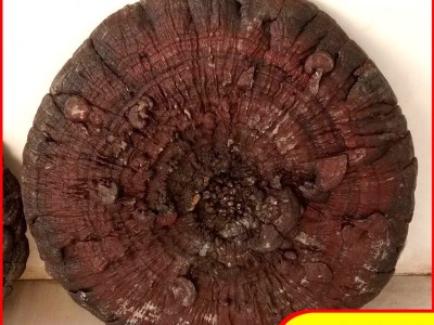 自产自销 整棵大灵芝 赤灵芝图1