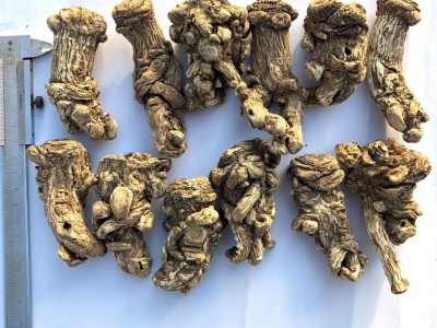 源产地直销甘肃岷县当归头 无硫头1斤13头左右 厂家直销量大从优图4