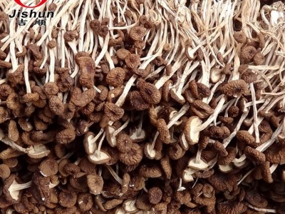 茶树菇新货古田特产 茶树菇不开伞特产批发 干货散装无熏厂家批发图1
