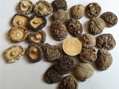 定制加工珍珠小香菇1.5-2cm 干货香菇肉厚无根火锅炒菜料图3