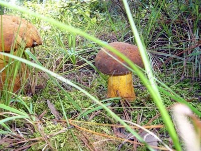 批发黄牛肝菌图4