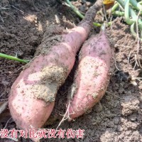 山东烟薯25红心稀瓤泗水烤地瓜高山种植糖化好的品质细腻绵甜新货