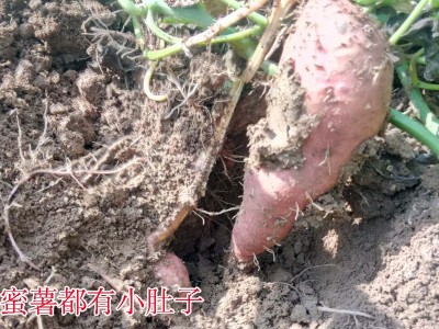山东烟薯25红心稀瓤泗水烤地瓜高山种植糖化好的品质细腻绵甜新货图2