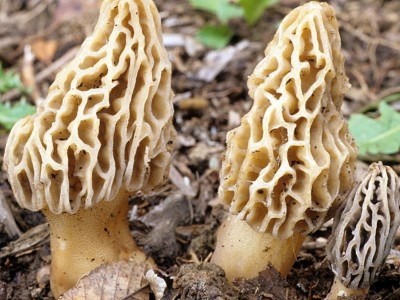 香格里拉特产羊肚菌新鲜菌菇蘑菇云南野山菌厂地直供可顺丰直邮图3
