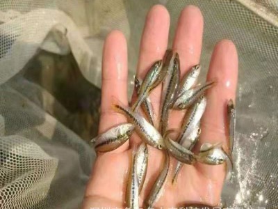 加州鲈鱼苗 鲈鱼苗 大口黑鲈鱼苗 鲈鱼棕片 淡水加州鲈鱼水花图1