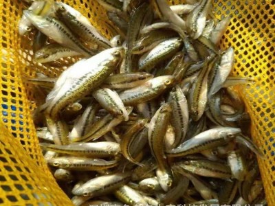加州鲈鱼苗 鲈鱼苗 大口黑鲈鱼苗 鲈鱼棕片 淡水加州鲈鱼水花图2