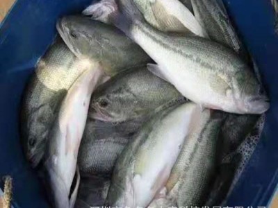 加州鲈鱼苗 鲈鱼苗 大口黑鲈鱼苗 鲈鱼棕片 淡水加州鲈鱼水花图4