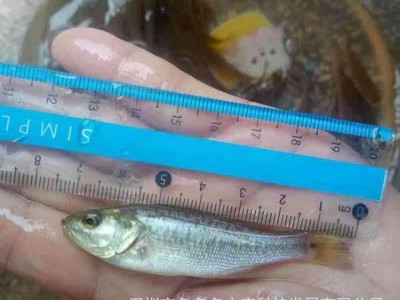 加州鲈鱼苗 鲈鱼苗 大口黑鲈鱼苗 鲈鱼棕片 淡水加州鲈鱼水花图5