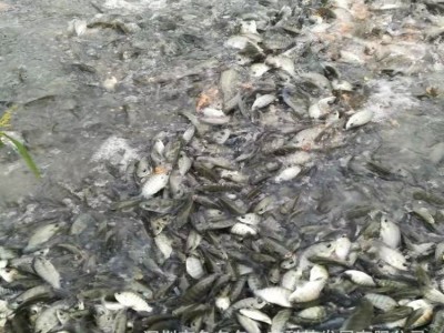 苗场直供 海南一号罗非鱼苗 新吉富罗非鱼 奥尼罗非鱼苗 福寿鱼苗图2