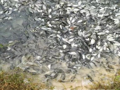 苗场直供 海南一号罗非鱼苗 新吉富罗非鱼 奥尼罗非鱼苗 福寿鱼苗图4