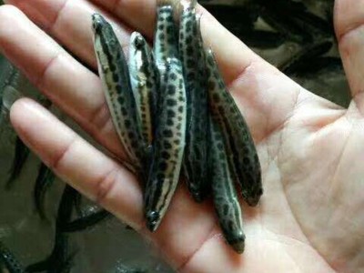 供应黑鱼苗 生鱼苗 杂交生鱼苗 淡水鱼苗图1