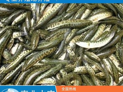 供应黑鱼苗 生鱼苗 杂交生鱼苗 淡水鱼苗图2