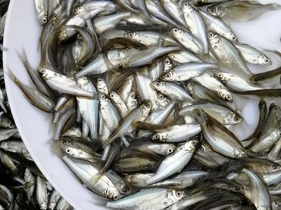 三角鲂（边鱼、武昌鱼）淡水鱼苗出售图2