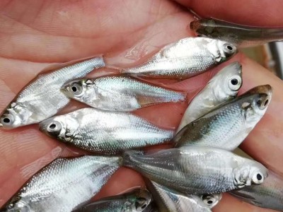 三角鲂（边鱼、武昌鱼）淡水鱼苗出售图3