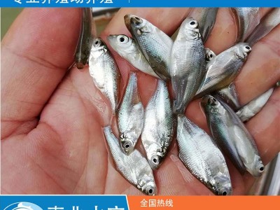 三角鲂（边鱼、武昌鱼）淡水鱼苗出售图1