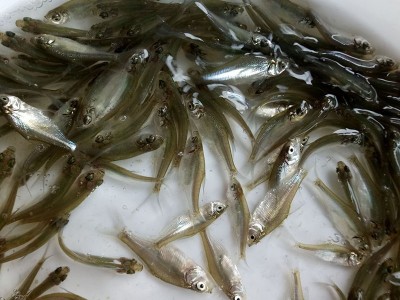 三角鲂（边鱼、武昌鱼）淡水鱼苗出售图5