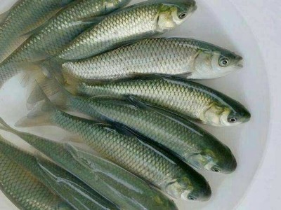 各种鱼苗批发鲫鱼草鱼黄腊丁18983752312图1