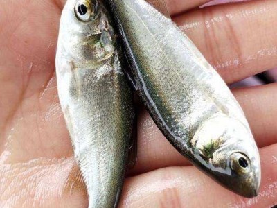 各种鱼苗批发鲫鱼草鱼黄腊丁18983752312图2