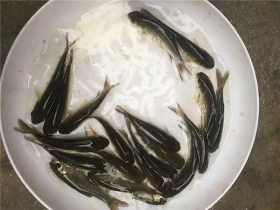 各种鱼苗批发鲫鱼草鱼黄腊丁18983752312图5