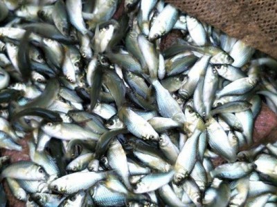 草鱼鲫鱼花白鲢黄腊丁等各种鱼苗批发18723113728图4