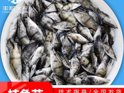 饲料桂鱼苗 桂花鱼苗 鳜鱼苗 桂鱼苗翘嘴桂鱼苗淡水鱼苗活体批发图2