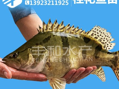 饲料桂鱼苗 桂花鱼苗 鳜鱼苗 桂鱼苗翘嘴桂鱼苗淡水鱼苗活体批发图3