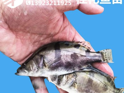 饲料桂鱼苗 桂花鱼苗 鳜鱼苗 桂鱼苗翘嘴桂鱼苗淡水鱼苗活体批发图1