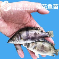 饲料桂鱼苗 桂花鱼苗 鳜鱼苗 桂鱼苗翘嘴桂鱼苗淡水鱼苗活体批发