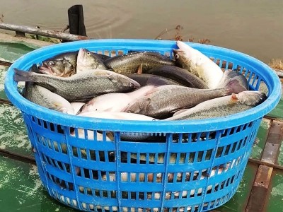 2023新苗 加州鲈鱼苗淡水鲈鱼苗大口黑鲈 加州鲈水花鱼苗批发图4
