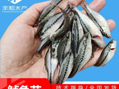 2023新苗 加州鲈鱼苗淡水鲈鱼苗大口黑鲈 加州鲈水花鱼苗批发图1