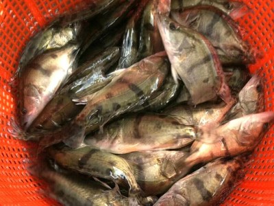 鳜鱼桂花鱼 活体水产养殖淡水鱼苗 奥花鱼苗成活率高批发图4