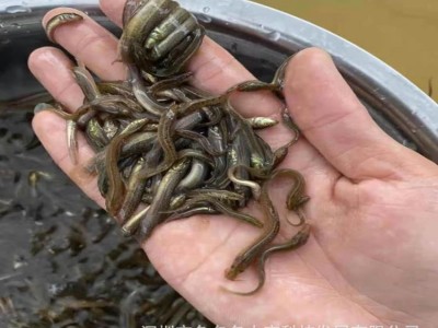 泥鳅鱼苗 台湾泥鳅苗 小泥鳅苗活体 泥鳅水花 泥鳅鱼苗放生供应图3
